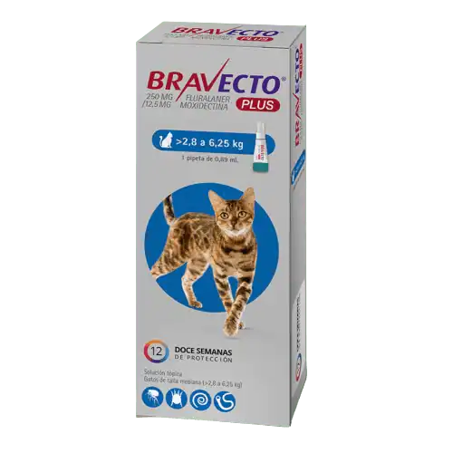 Bravecto plus gato 2,8 kg a 6,25 kg